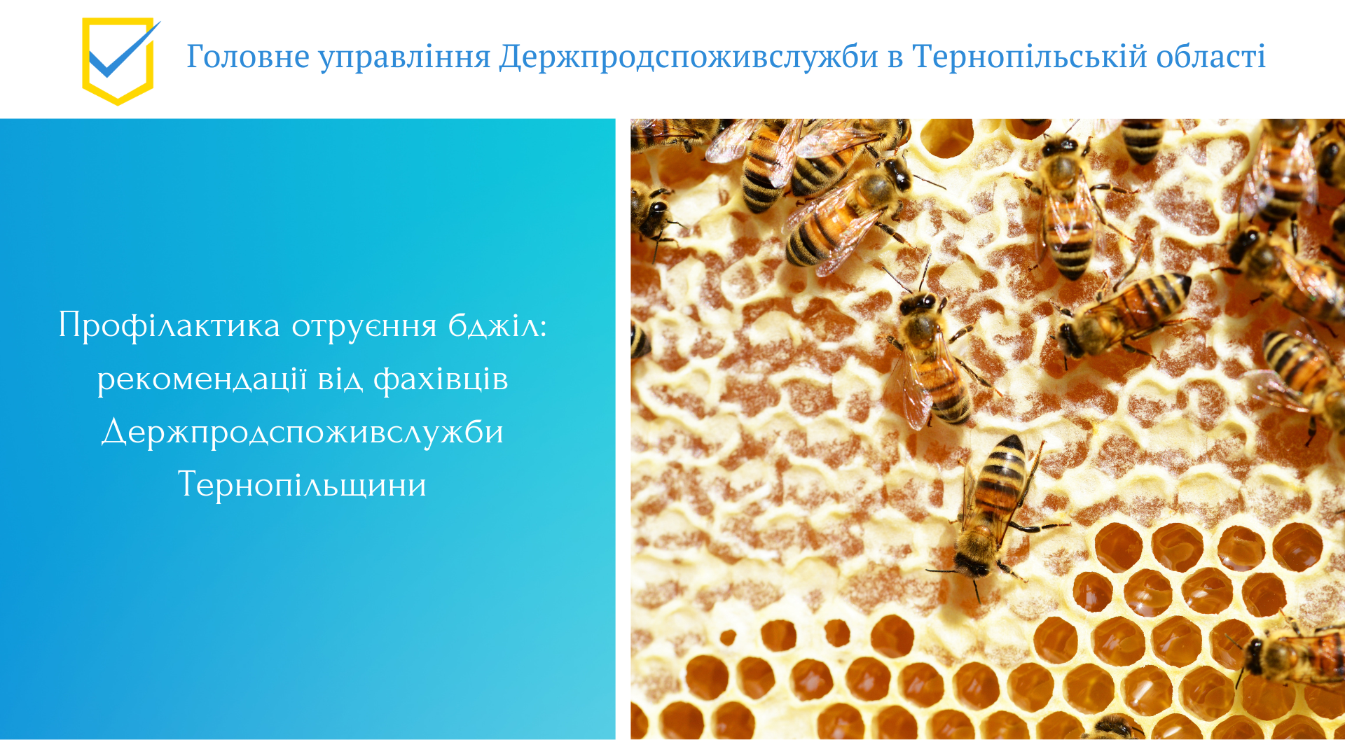 Профілактика отруєння бджіл: рекомендації від фахівців Держпродспоживслужби Тернопільщини